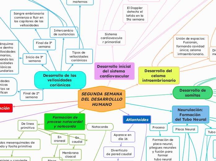 SEGUNDA SEMANA
DEL DESARROLLLO
HUMANO