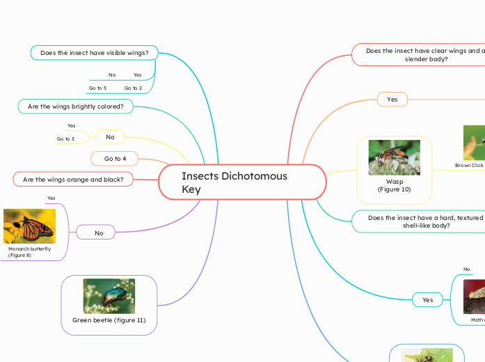 Insects Dichotomous Key