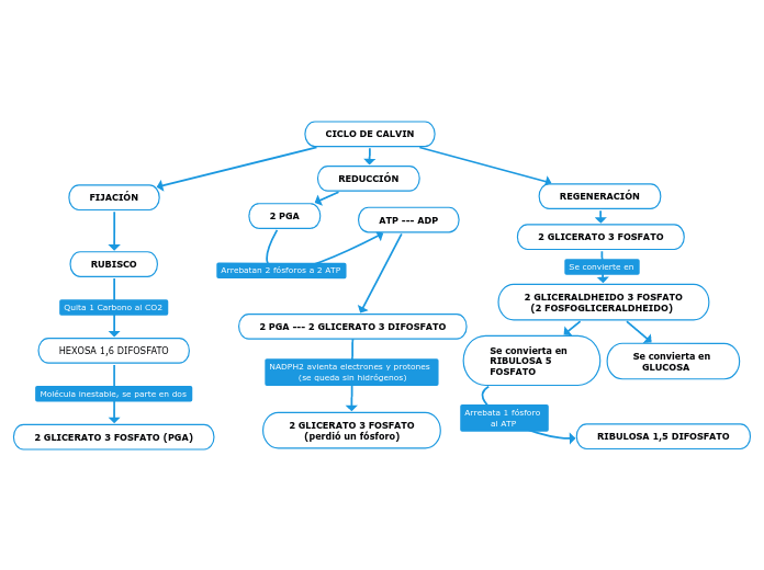 CICLO DE CALVIN