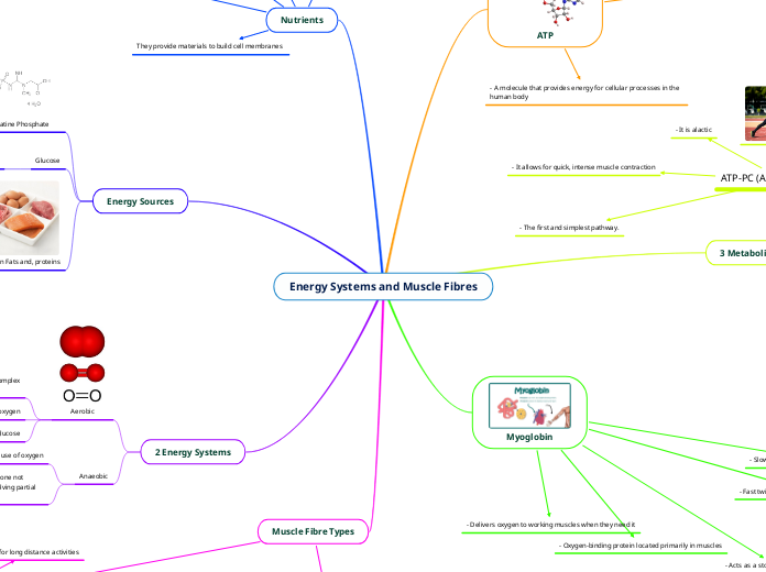 Energy Systems and Muscle Fibres