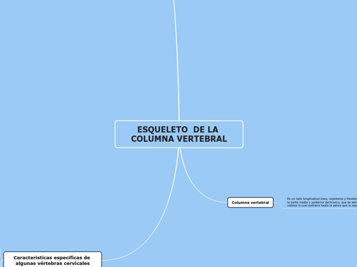 ESQUELETO  DE LA COLUMNA VERTEBRAL