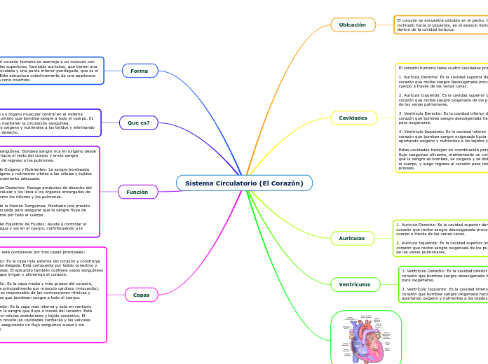 Sistema Circulatorio (El Coraz