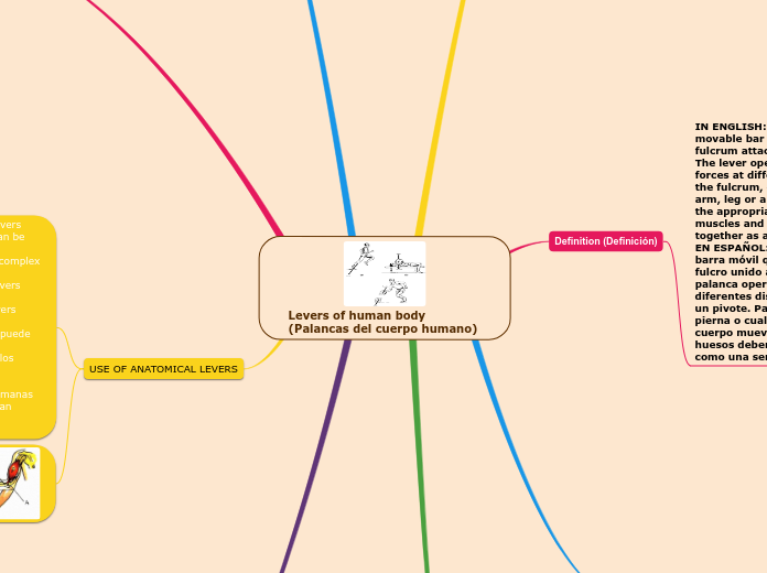 Levers of human body (Palancas del cuerpo humano)