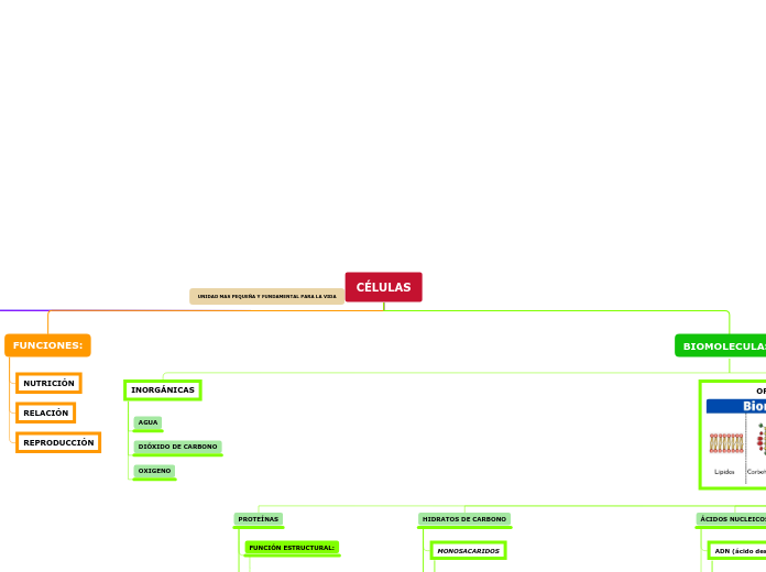 Mapa mental Biologia