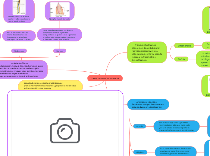 TIPOS DE ARTICULACIONES