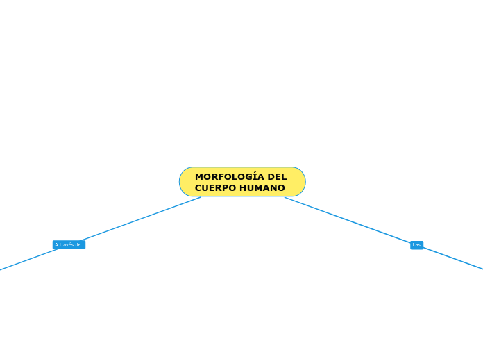 MORFOLOGÍA DEL 
CUERPO HUMANO