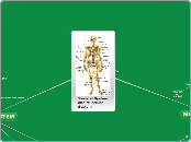 Skeletal System