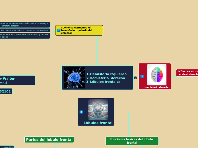 1-Hemisferio izquierdo 2.Hemisferio  derecho   3-Lóbulos frontales