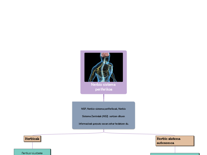 Nerbio sistema periferikoa
