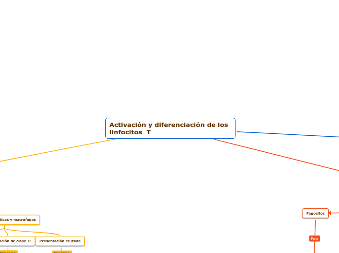 Activación y diferenciación de los linfocitos  T