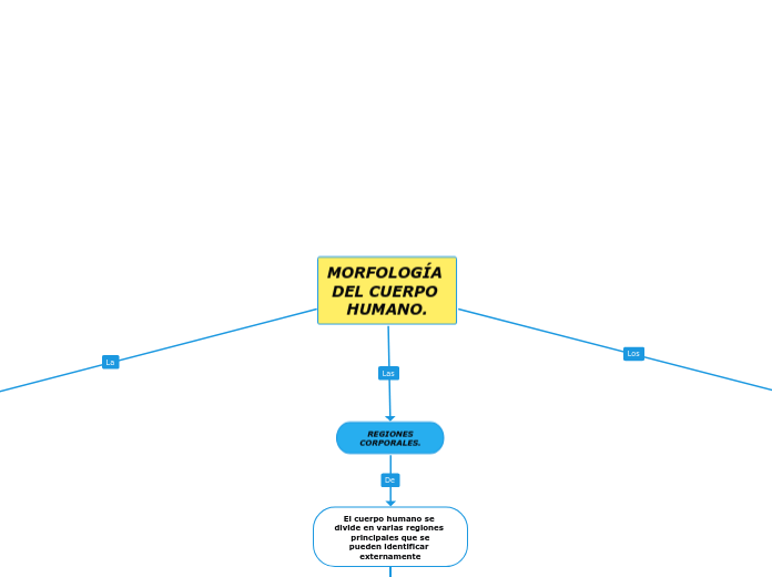MORFOLOGÍA 
DEL CUERPO 
HUMANO.