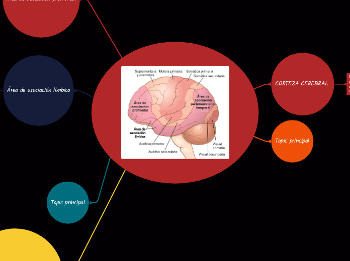 corteza cerebral