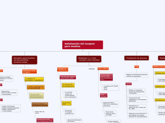 Rivera Janely-Señalización del receptor para Insulina-Bio.C