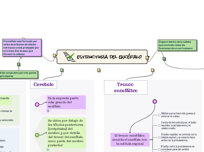 estructura del encéfalo