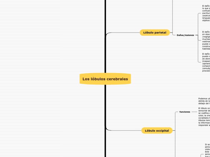 Los lóbulos cerebrales