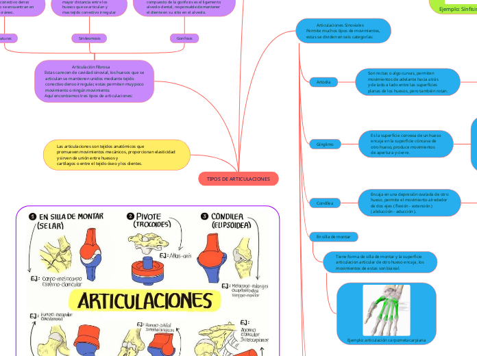 TIPOS DE ARTICULACIONES