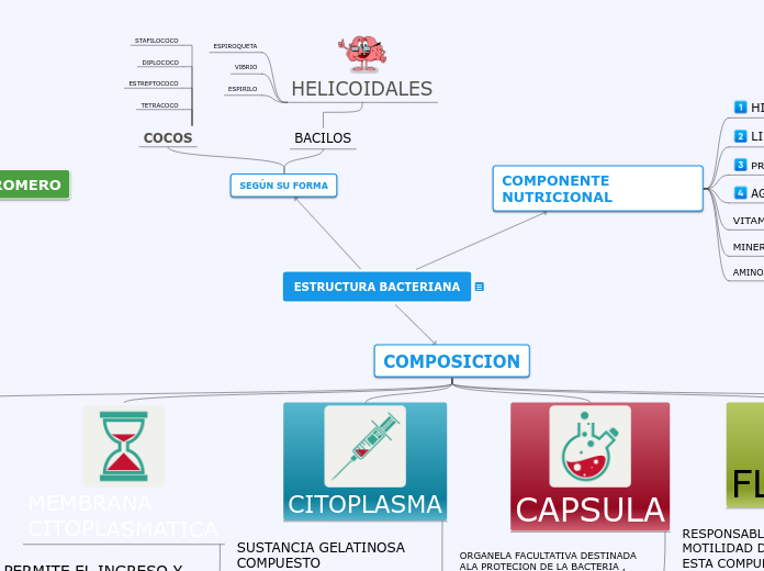 ESTRUCTURA BACTERIANA