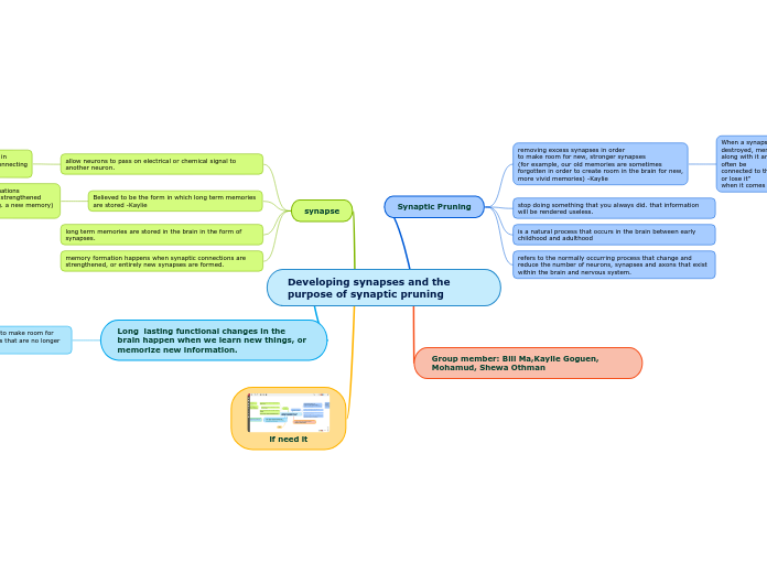 Developing synapses and the purpose of synaptic pruning