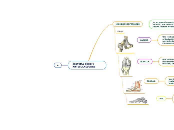 SISTEMA OSEO Y ARTICULACIONES