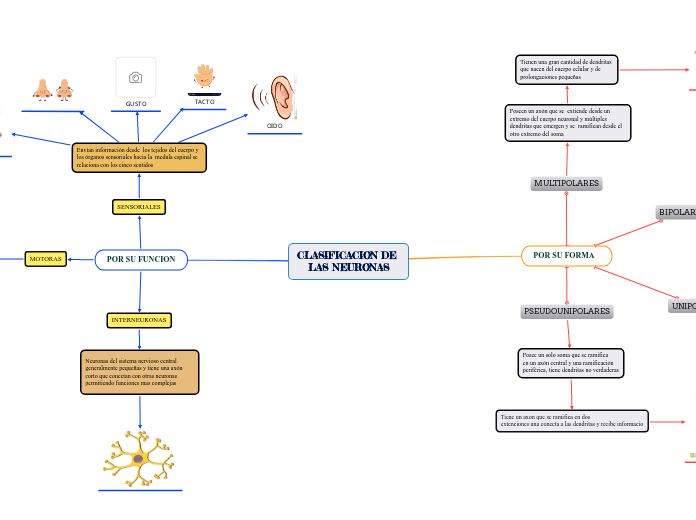 CLASIFICACION DE LAS NEURONAS