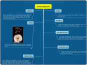 Seed dispersal- Maya & Aziq