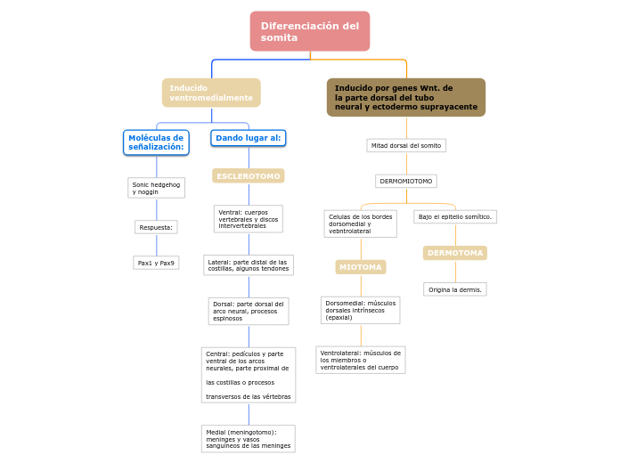 Diferenciación del
somita