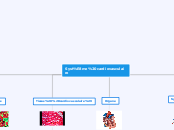 Système cardiovasculaire