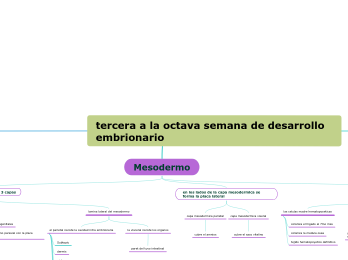 tercera a la octava semana de desarrollo embrionario