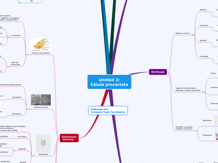 Unidad 2:
Célula procariota