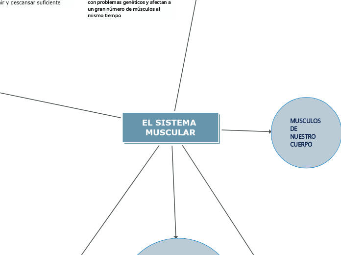 EL SISTEMA MUSCULAR