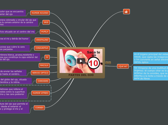 PARTES DEL OJO