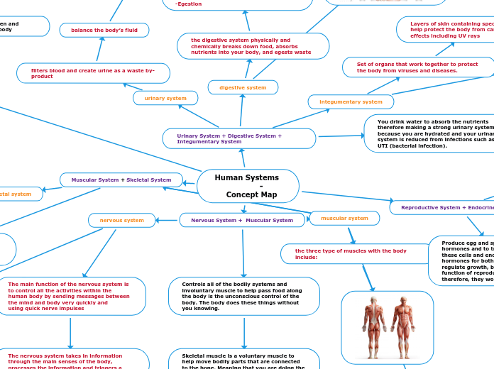 Human Systems             -    Concept Map