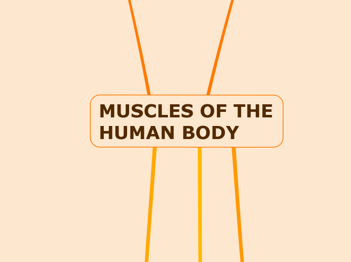 MUSCLES OF THE HUMAN BODY