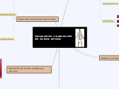 Componentes y organización del sistema nervioso