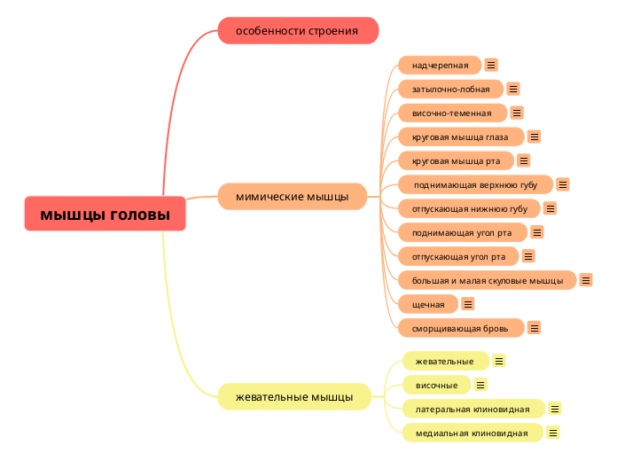 мышцы головы