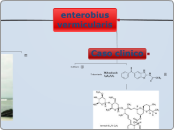 enterobius vermicularis