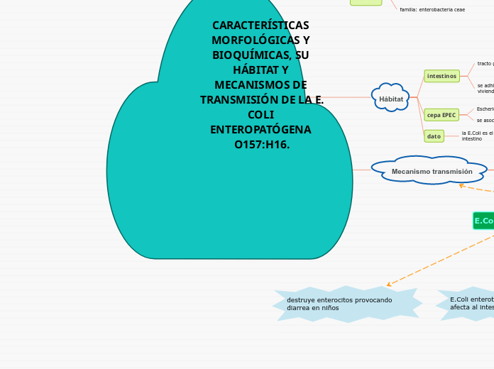 CARACTERÍSTICAS MORFOLÓGICAS Y BIOQUÍMICAS, SU HÁBITAT Y MECANISMOS DE TRANSMISIÓN DE LA E. COLI ENTEROPATÓGENA O157:H16.