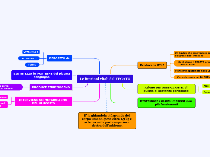 Le funzioni vitali del FEGATO