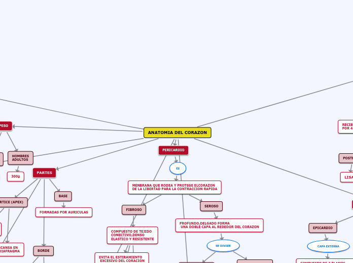 ANATOMIA DEL CORAZON