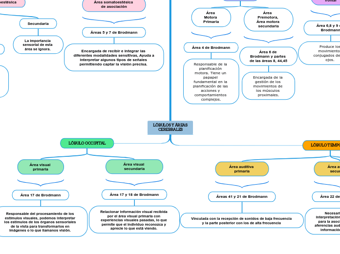 LÓBULOS Y ÁREAS CEREBRALES