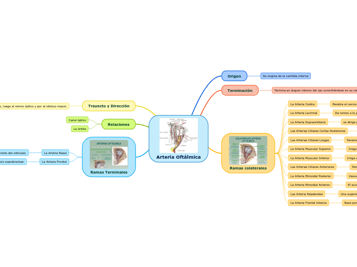 Arteria Oftálmica