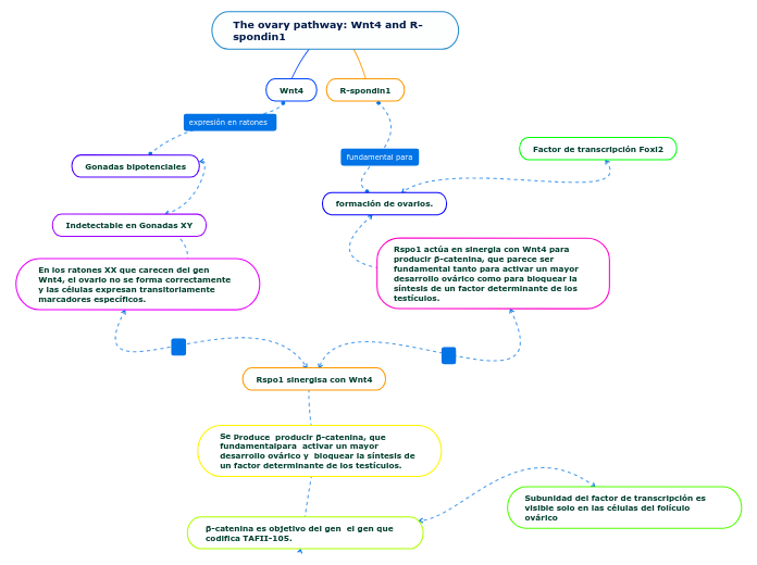 The ovary pathway: Wnt4 and R-spondin1