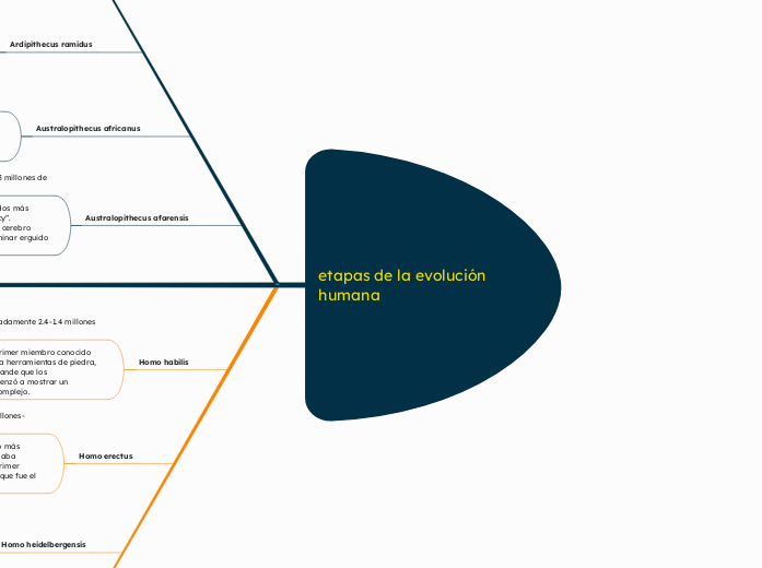 etapas de la evolución humana