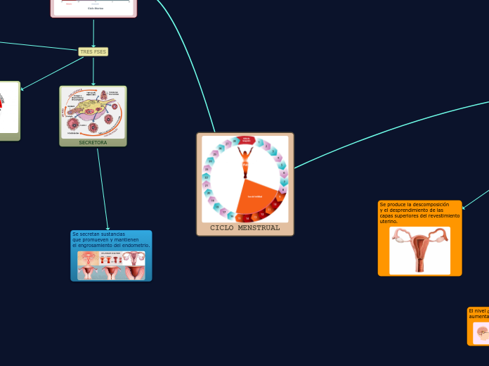 CICLO MENSTRUAL