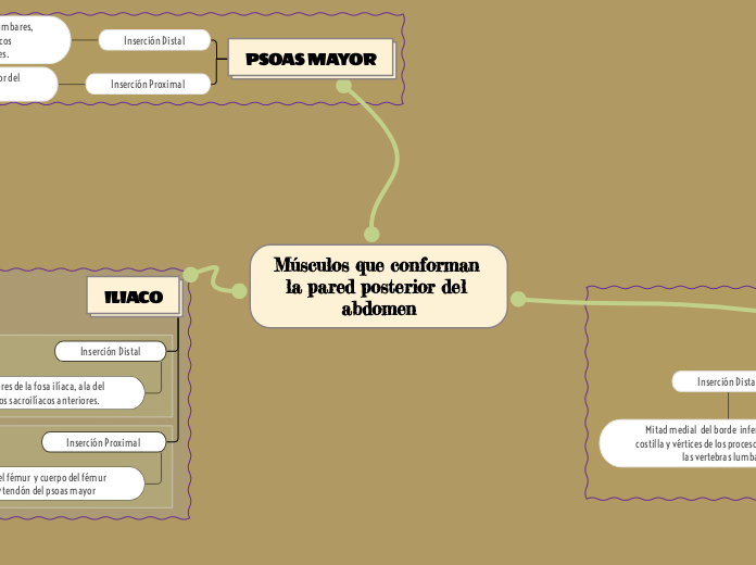 Músculos que conforman la pared posterior del abdomen