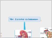 Sistema Excretor2