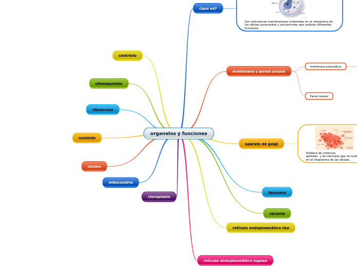 organelos y funciones