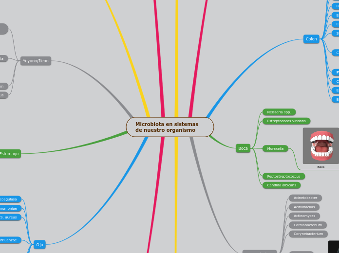 Microbiota en sistemas de nuestro organismo