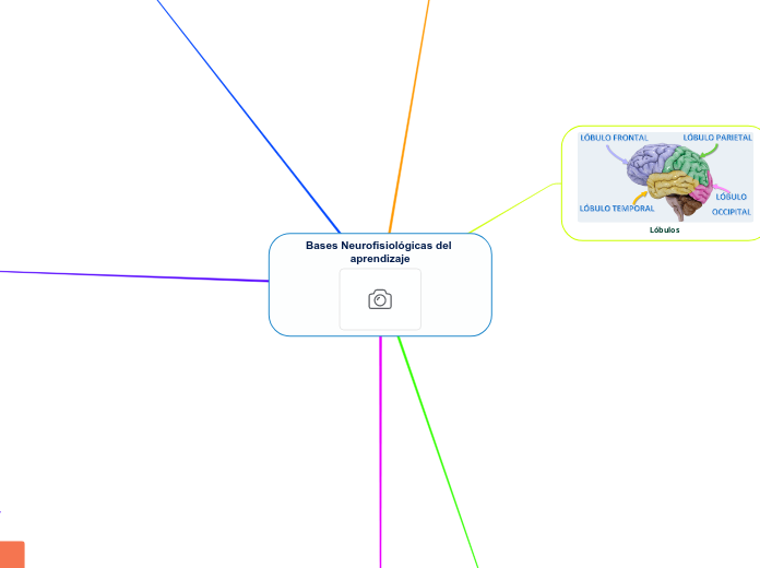 Bases Neurofisiológicas del aprendizaje