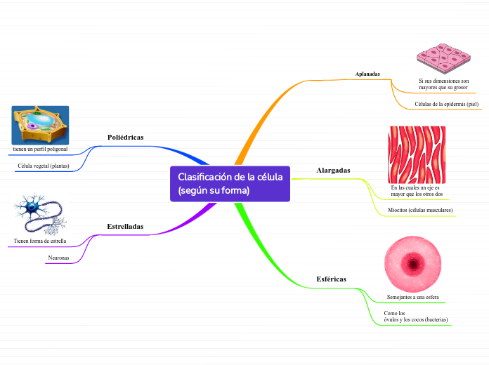 Clasificación de la célula
(según su forma)